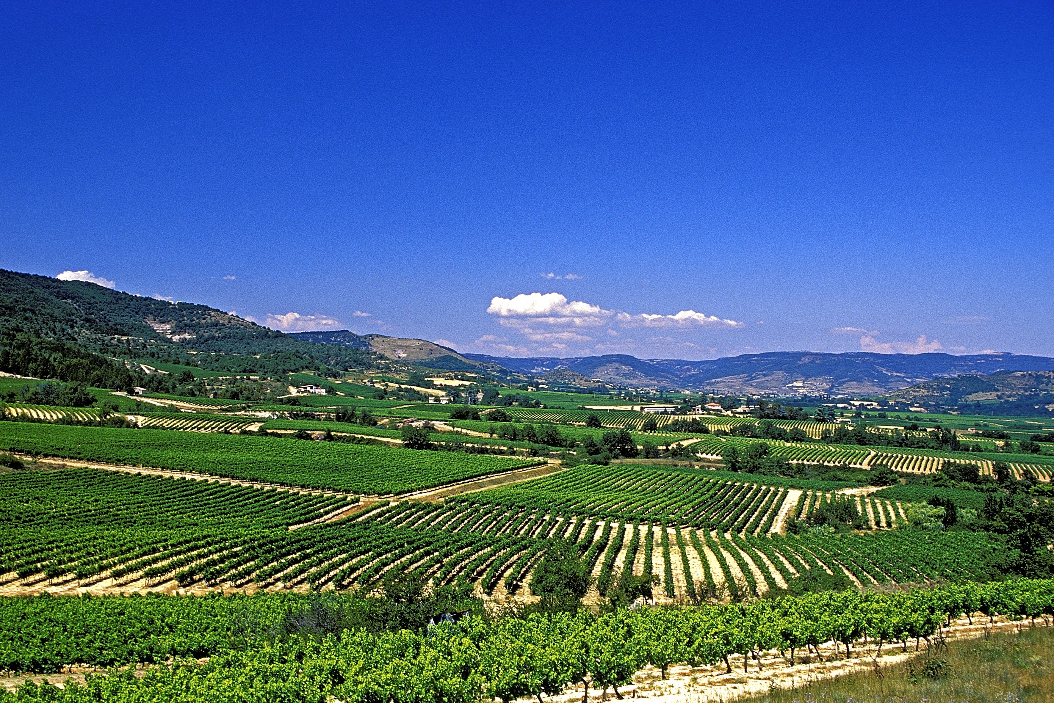 Vignobles et cave à vin en Ardèche du sud