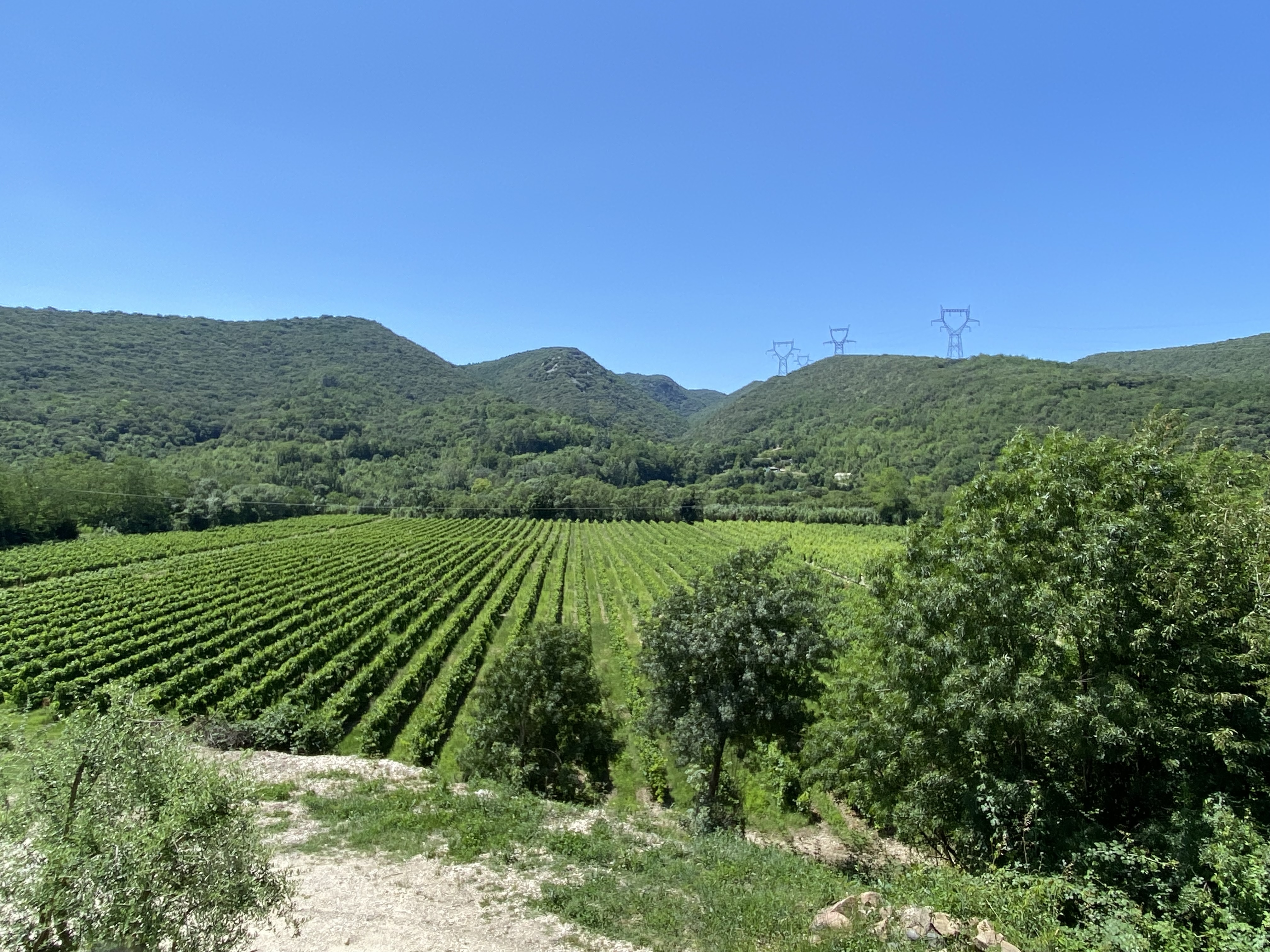 Vue panoramique sur les vignes depuis le Gîte Le Marquet